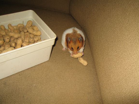 HamsterTracker™-Experiment with my hamster Lucy ...