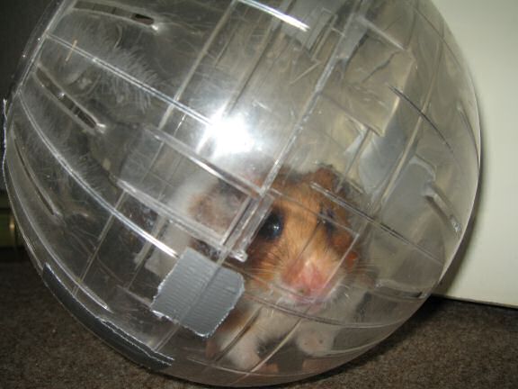 My hamster Lucy's Ball ...