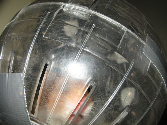 My hamster Lucy's Ball ...