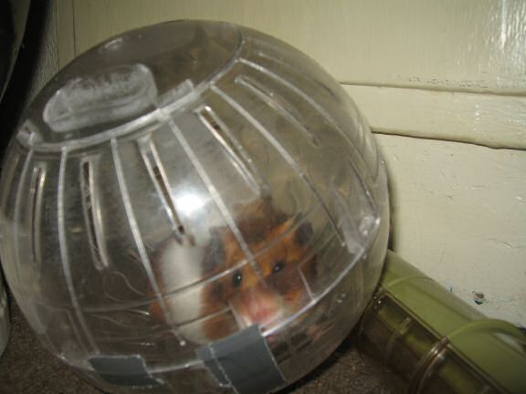 My hamster Lucy's Ball ...