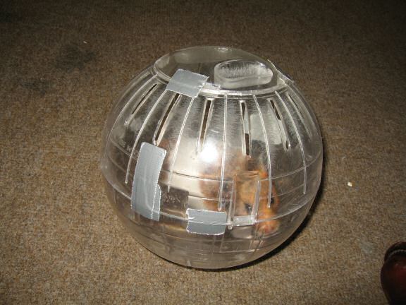 My hamster Lucy's Ball ...