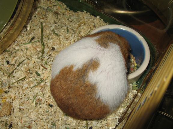 My hamster Lucy enjoying Xmas ...