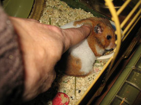 My hamster Lucy enjoying Xmas ...