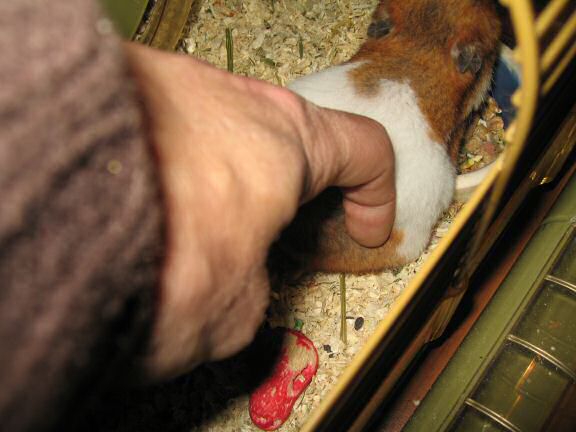 My hamster Lucy enjoying Xmas ...