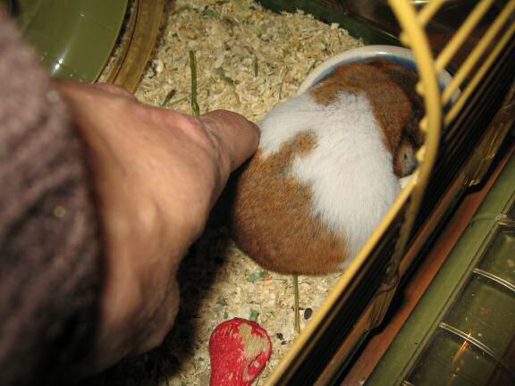 My hamster Lucy enjoying Xmas ...