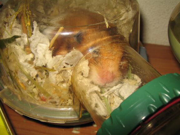 My hamster Lucy enjoying holiday times at HamsterTracker™ !