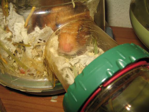 My hamster Lucy enjoying holiday times at HamsterTracker™ !