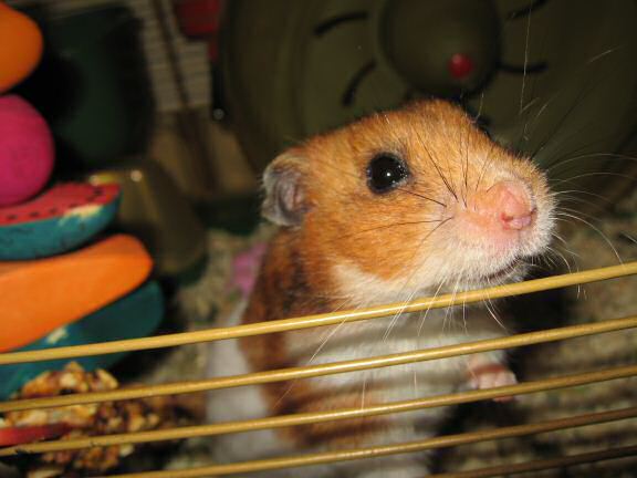 My hamster Lucy enjoying holiday times at HamsterTracker™ !