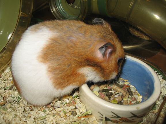 My hamster Lucy busy as always ...