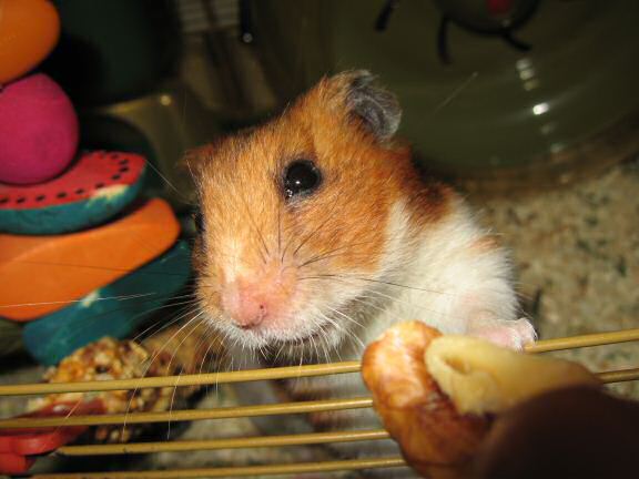 My hamster Lucy busy as always ... 