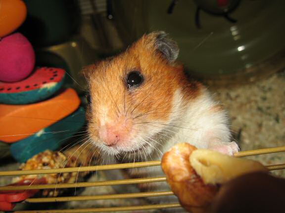 My hamster Lucy busy as always ...