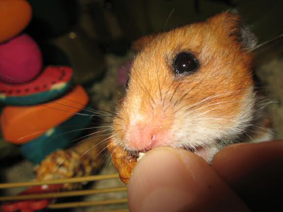 My hamster Lucy busy as always ...
