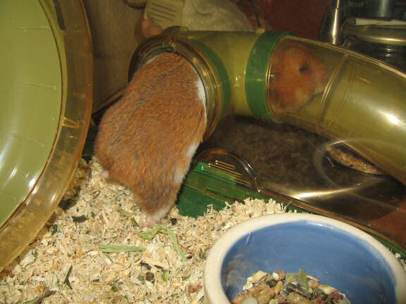 My hamster Lucy busy as always ... 