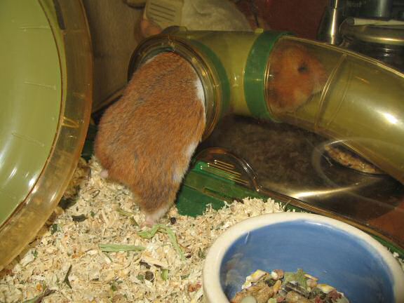 My hamster Lucy busy as always ...