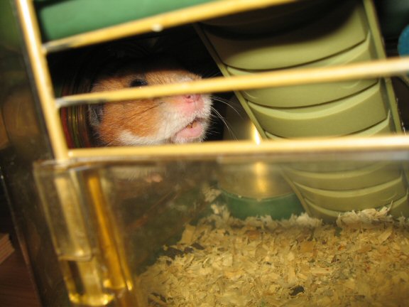 Just trying to be nice to my hamster Lucy ... 