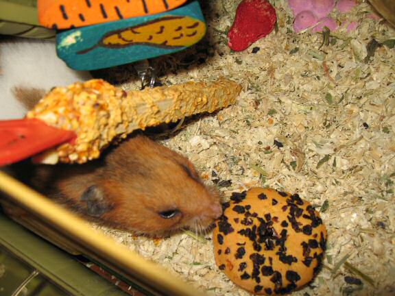 Just trying to be nice to my hamster Lucy ... 