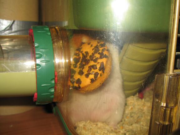 Just trying to be nice to my hamster Lucy ... 