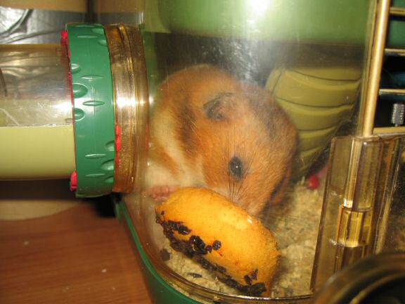 Just trying to be nice to my hamster Lucy ... 