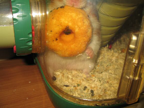 Just trying to be nice to my hamster Lucy ... 