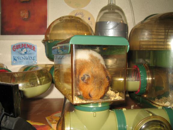 Maintenance by the HamsterTracker™-Cage Clean Dept.