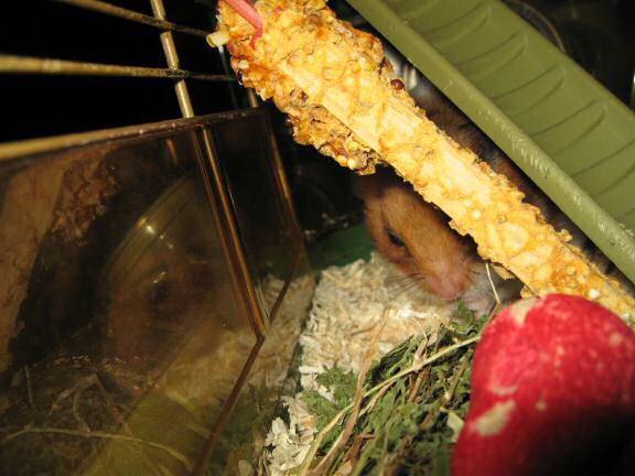 Maintenance by the HamsterTracker™-Cage Clean Dept.