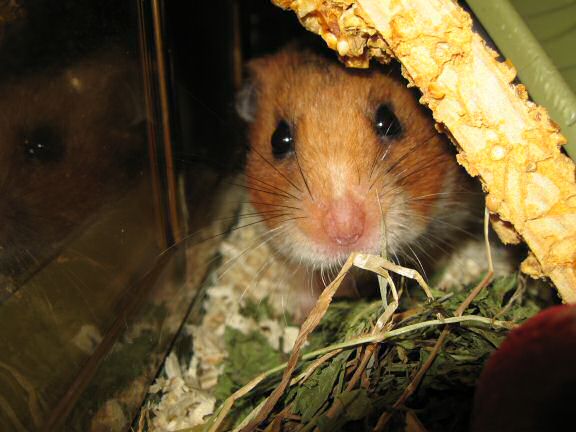 Maintenance by the HamsterTracker™-Cage Clean Dept.