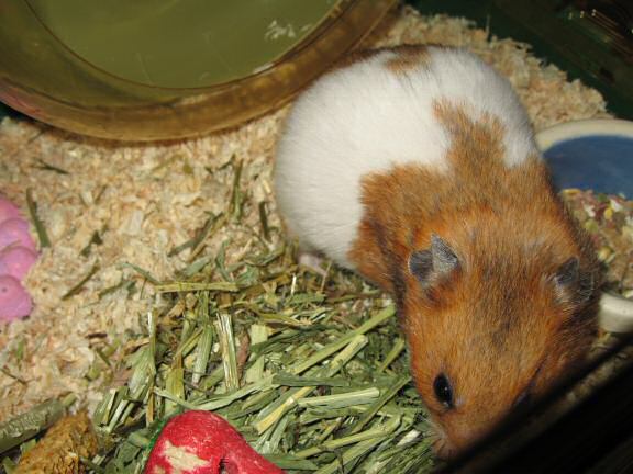 My hamster Lucy is Still Enjoying her Greens!