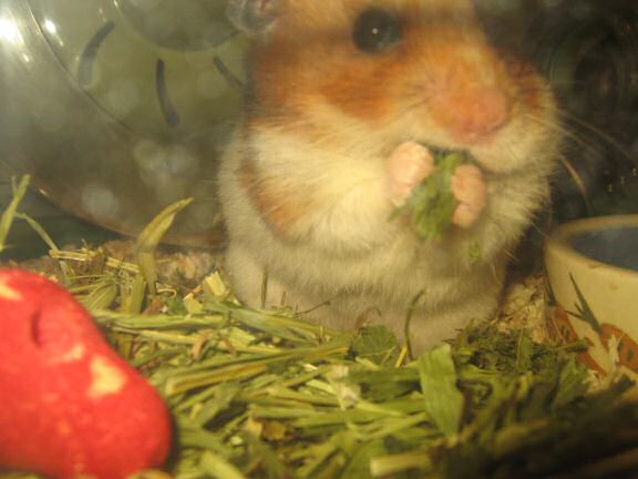 My hamster Lucy is Still Enjoying her Greens!