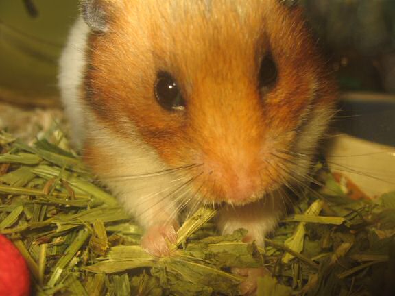 My hamster Lucy is Still Enjoying her Greens!