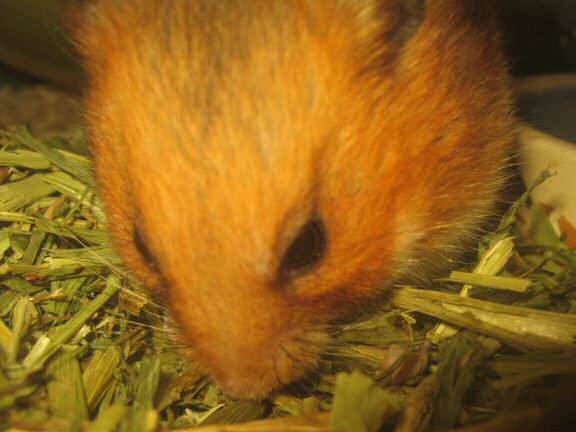 My hamster Lucy is Still Enjoying her Greens!