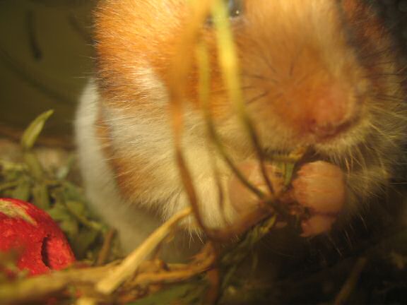 My hamster Lucy is Still Enjoying her Greens!