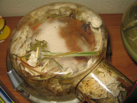 My hamster Lucy's reaction to me Geekin'bout HamsterTracker™ Power Consumption.