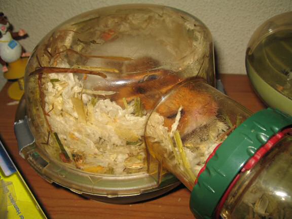 Cleaning my hamster Lucy's bedroom.