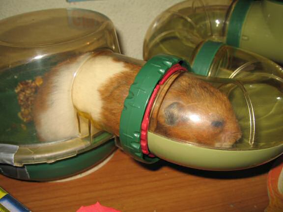 Cleaning my hamster Lucy's bedroom; Lucy's part.