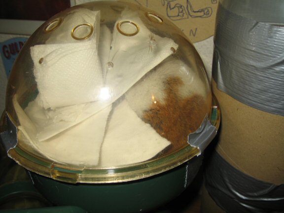 Cleaning my hamster Lucy's bedroom; Lucy's part.