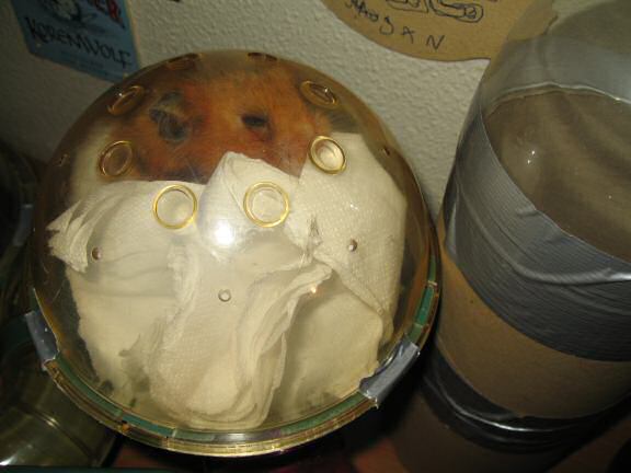 Cleaning my hamster Lucy's bedroom; Lucy's part.