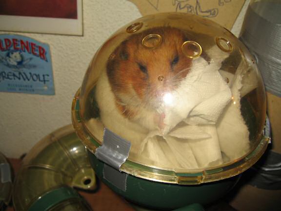 Cleaning my hamster Lucy's bedroom; Lucy's part.