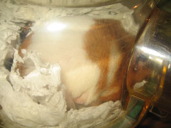 Shopping for my hamster Lucy.