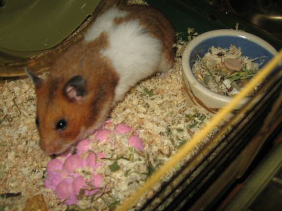 HamsterTracker™-Mailbox fun with my hamster Lucy.