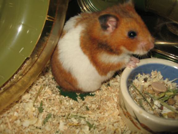 HamsterTracker™-Mailbox fun with my hamster Lucy.