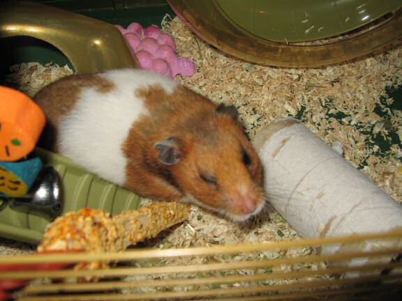 My hamster Lucy Flirting.