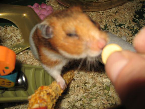 My hamster Lucy Flirting.