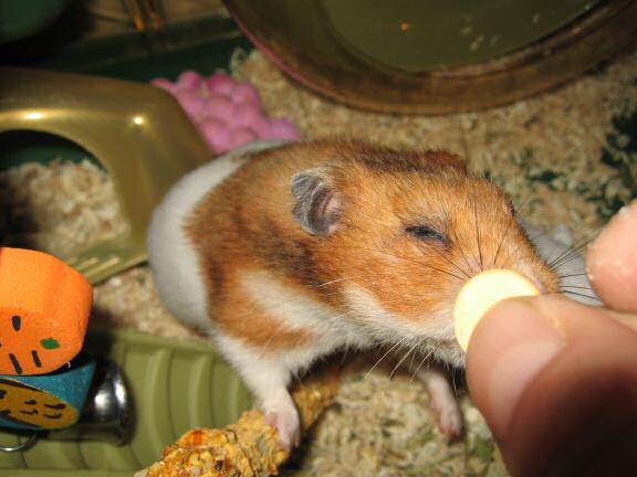 My hamster Lucy Flirting.