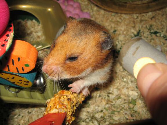 My hamster Lucy Flirting.