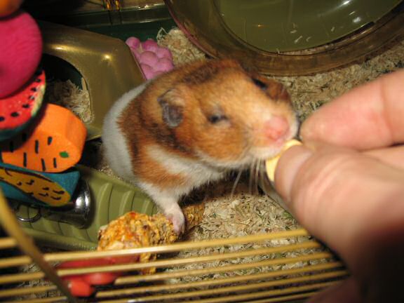 My hamster Lucy Flirting.