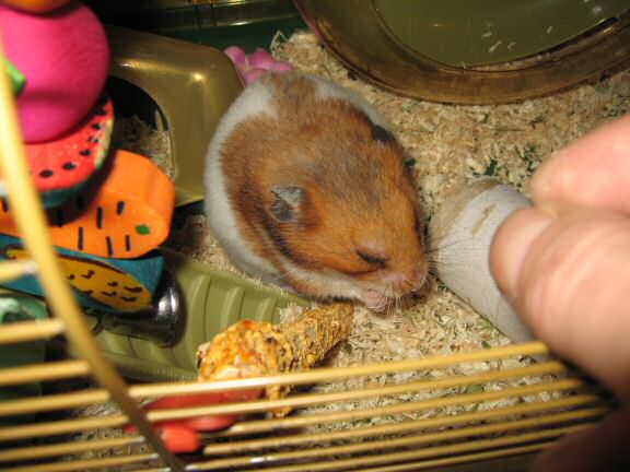 My hamster Lucy Flirting.