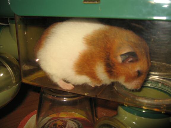 My hamster Lucy involved in a bit of a yucky bathroom business.