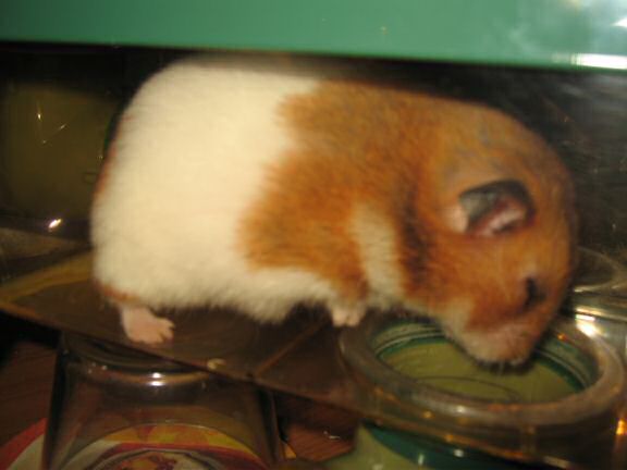 My hamster Lucy involved in a bit of a yucky bathroom business.