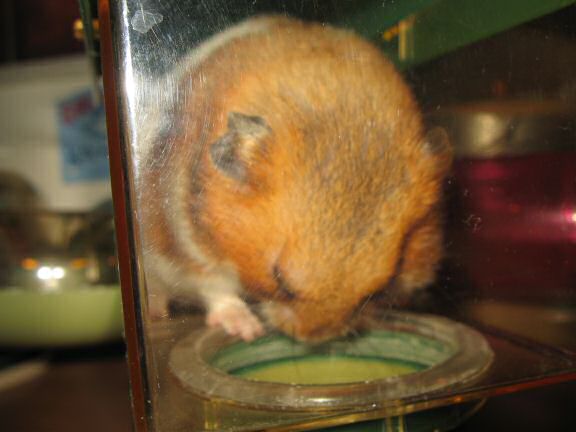 My hamster Lucy involved in a bit of a yucky bathroom business.