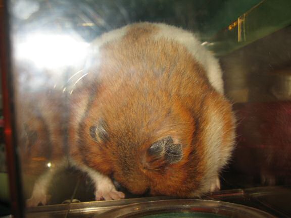 My hamster Lucy involved in a bit of a yucky bathroom business.